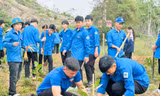 Tuổi trẻ Vĩnh Long, Hà Tĩnh làm sạch biển, trồng cây xanh