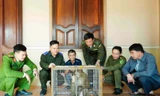 Phát hiện cá thể khỉ đuôi lợn tại vườn, người đàn ông bắt rồi đưa đi giao nộp
