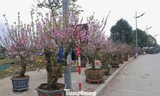 Đào, mai bung nở rộ sớm, tiểu thương ‘cắn răng’ chặt bỏ cành