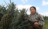 Cây dứa mở hướng thoát nghèo bền vững nơi vùng đồi khô cằn