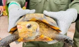 Hai cá thể rùa quý hiếm được phát hiện trong khuôn viên ngôi đền
