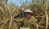 'Khóc ròng' vì cánh đồng mía héo quắt, chết khô sau mưa lũ