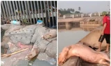 Kinh hãi xác lợn nổi lềnh bềnh trên nhiều sông, kênh mương