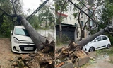 Cây đổ la liệt đè hàng loạt ô tô ở Nghệ An 