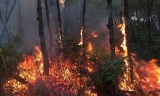 Sét đánh gây cháy rừng thông, hàng trăm người lao vào dập lửa