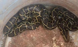 Trăn đất và rắn hổ mang 'ghé thăm' nhà một người dân ở Hà Tĩnh