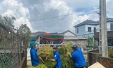 Tuổi trẻ Hà Tĩnh hỗ trợ người dân thu hoạch, phơi lúa sau bão