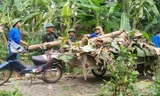 Sinh viên tình nguyện hỗ trợ người dân khắc phục hậu quả mưa bão