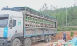 Phát hiện xe tải chở hơn 15 tấn lợn nhiễm dịch tả châu Phi