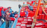 Trúng đậm 16 tấn cá cơm sau một ngày vươn khơi, ngư dân thu về hơn 200 triệu đồng