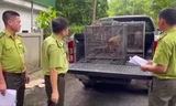 Người dân giao nộp nhiều cá thể động vật hoang dã rùa núi vàng, khỉ