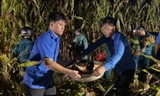 Thanh niên trắng đêm thu hoạch ngô giúp người dân chạy lụt