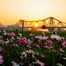 Miền hoa đẹp như tranh dưới chân cầu Long Biên
