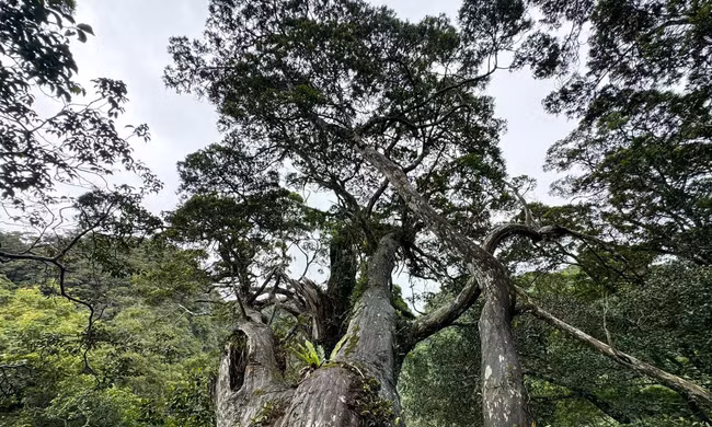 Bảo vệ quần thể bách xanh lớn nhất thế giới, mở tour du lịch sinh thái