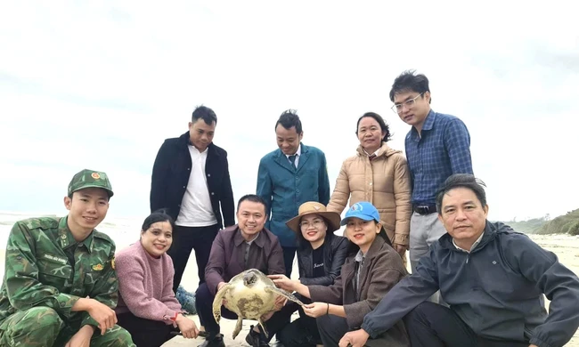 Rùa biển quý hiếm mắc lưới ngư dân, trôi dạt vào bờ biển Quảng Trị