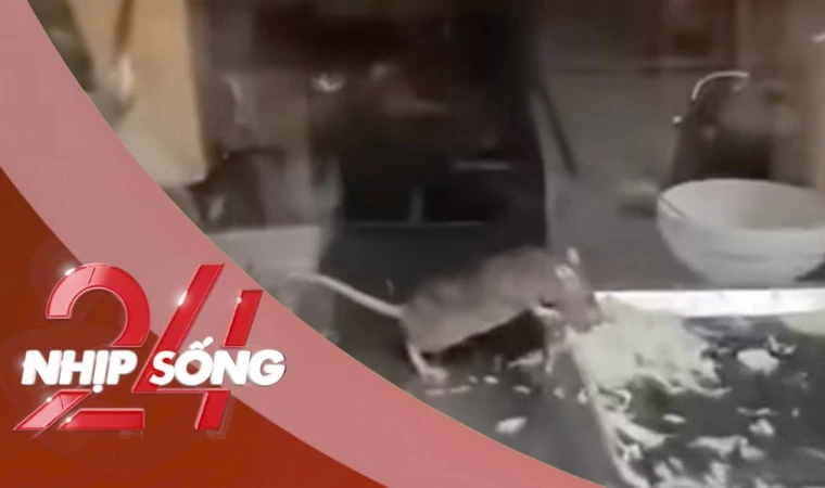 NHỊP SỐNG 24: Chuột thản nhiên gặm rau, thịt trong tủ bánh mì ở Hà Nội gây sốc