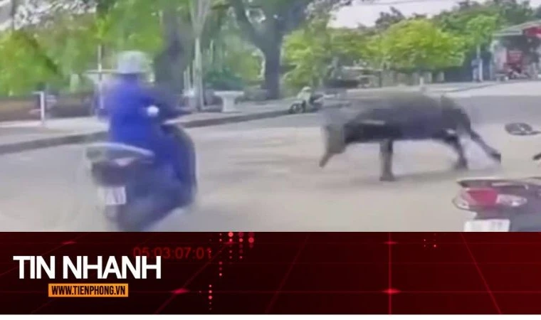 TIN NHANH: Trâu xổng chuồng húc gãy xương vai người phụ nữ: Xử lý ra sao?