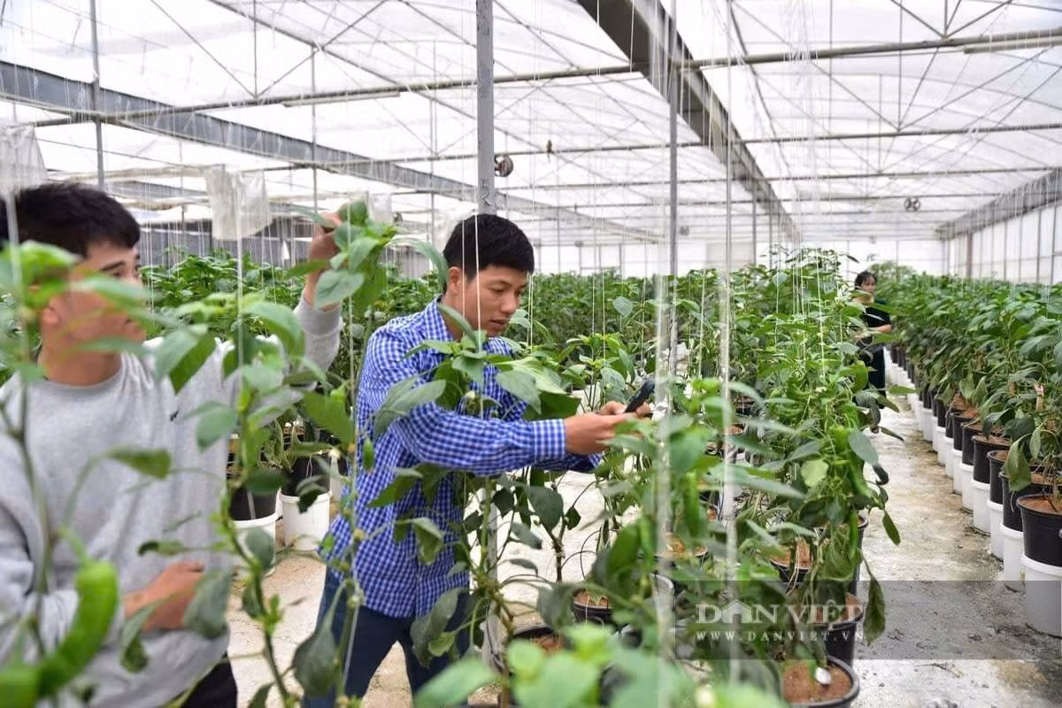 Người nông dân thời 4.0 có thể đội nắng phơi sương nhưng cũng có thể là những “kỹ sư chân đất”, những nhà khoa học của nhà nông, nhà tiếp thị kỹ thuật số. Trong ảnh, anh Vũ Văn Hiệu, Giám đốc HTX công nghệ cao Tân Lập, nông dân tỷ phú Sơn La chia sẻ kỹ thuật trồng ớt trong nhà màng. Ảnh: FAO.