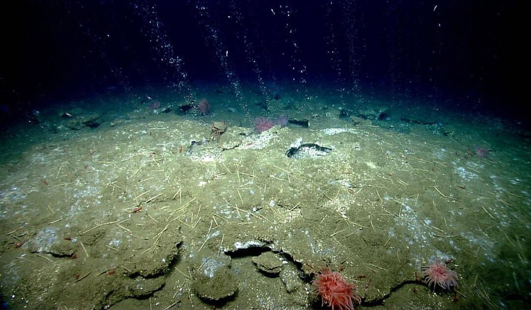 Một nhóm các nhà khoa học quốc tế vừa phát hiện hơn 40 "lỗ thở" đáng sợ dưới đáy biển Nam Cực. (Ảnh: Polar Journal)