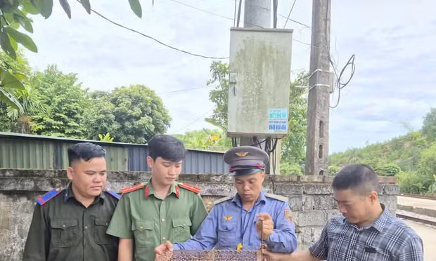 Cứu cá thể rùa đầu to quý hiếm