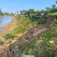 Sạt lở đê, gần 3 nghìn dân thấp thỏm lo âu