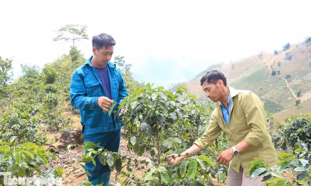 Dân bản giữ đất, giữ rừng nhờ những cây trồng mới