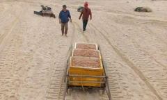 Ruốc biển dạt bờ, ngư dân Quảng Trị bội thu 