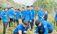 Tuổi trẻ Vĩnh Long, Hà Tĩnh làm sạch biển, trồng cây xanh