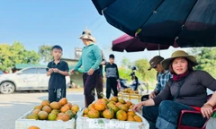 Cả xã nhộn nhịp thu hoạch cam bù ngày Tết