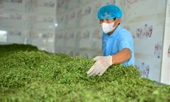 Nông dân Thanh Hóa giàu lên nhờ rau má