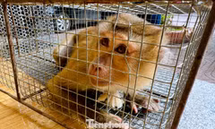 Người dân giao nộp 2 cá thể khỉ quý hiếm để thả về môi trường tự nhiên