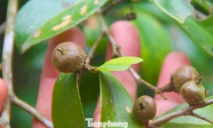 Cây sở mở lối thoát nghèo