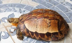 Nhặt rùa hộp trán vàng quý hiếm trên đường