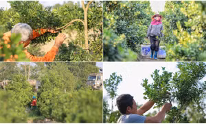 Làng quất lớn nhất xứ Thanh ‘chạy đua’ cho vụ Tết