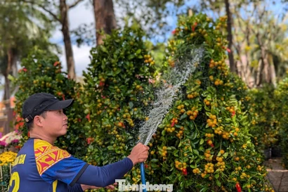 Quất, mai vùng lũ rũ bùn, vượt hàng trăm cây số bung nở giữa đất trời Buôn Ma Thuột
