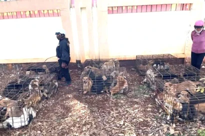 Công an phát hiện ‘trại’ chó gần 70 con nghi bị trộm