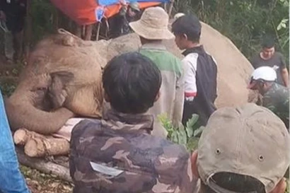 Voi cái ở Đắk Lắk chết với vết thủng ở bụng