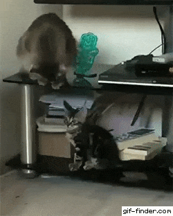 Chỉ vì mải mê hóng chuyện...