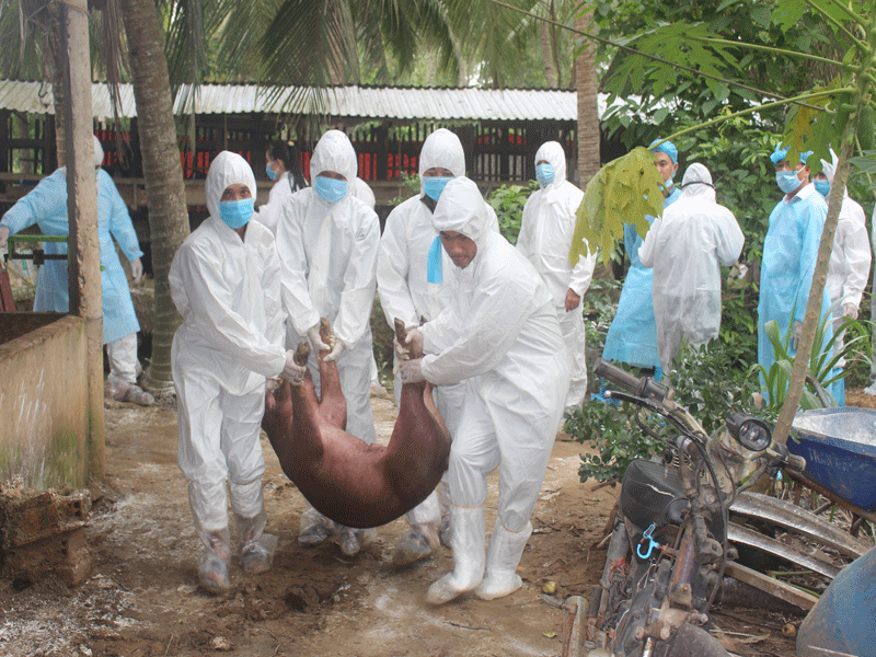 Dịch bệnh trên gia súc, gia cầm diễn biến phức tạp