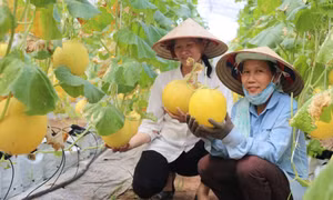 Hà Nội tập trung phát triển sản xuất nông nghiệp theo chuỗi liên kết sản xuất - tiêu thụ nông sản an toàn Ảnh: Hương Giang 