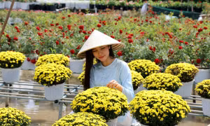 Nông dân chăm chút từng chậu hoa phục vụ thị trường Tết Nguyên đán 2026 