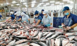 ‘Giải cứu' thanh long, hồ tiêu,... đang tắc đường sang châu Âu