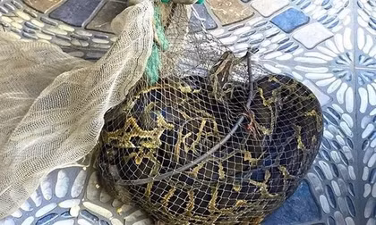 Đi thăm đồng, người đàn ông Hà Tĩnh bắt được trăn đất nặng 9kg