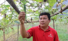 Người mở lối cho nông dân thoát nghèo