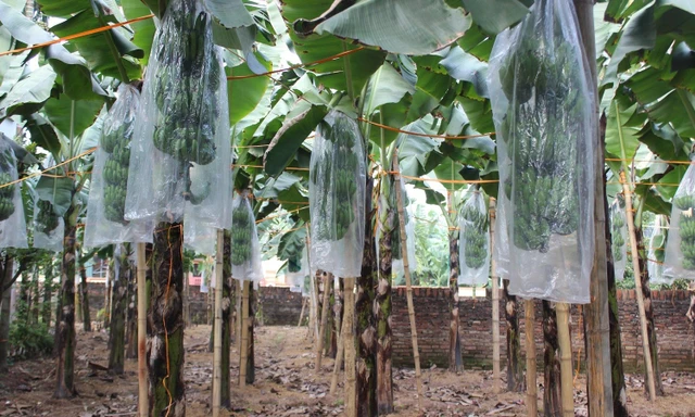 Chuối tiêu vào vụ Tết, buồng đẹp có giá tiền triệu