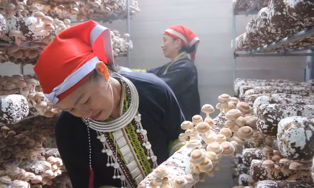Trồng đặc sản sạch giúp người dân ở Sa Pa thoát nghèo