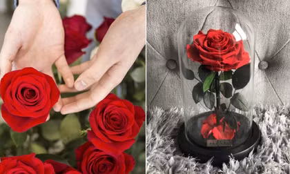 Hoa hồng từng là biểu tượng của sự kín đáo và giữ bí mật