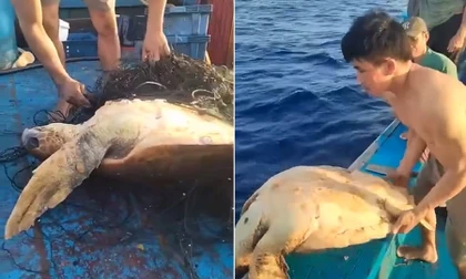 Hiện tượng "rùa bơi đến thuyền để cầu cứu ngư dân" được giải thích thế nào?