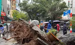 Hà Nội: Cây xà cừ cổ thụ đổ đè bẹp 2 ô tô trên phố Trung Kính
