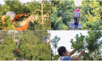 Làng quất lớn nhất xứ Thanh ‘chạy đua’ cho vụ Tết